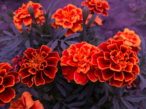 bright orange flowers  in a garden