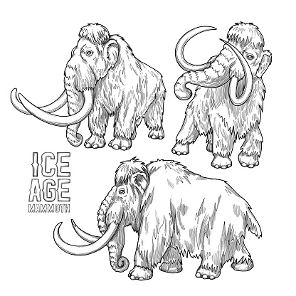 Graphic collection of mammoths isolated on white background. Vector prehistoric illustration of the Ice Age