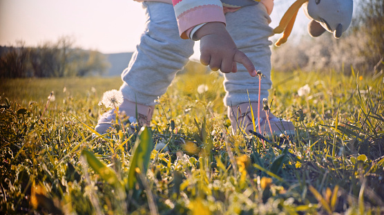 Baby girl touching blooming dandelions in nature on a sunny spring day.