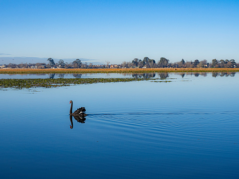Beautiful Lake reflections with black swan