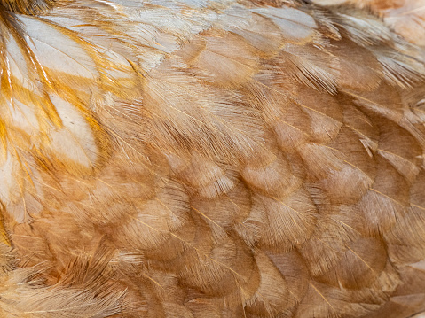 Chook feathers