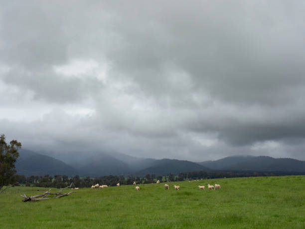 Rolling green hills with sheep and stormy clouds