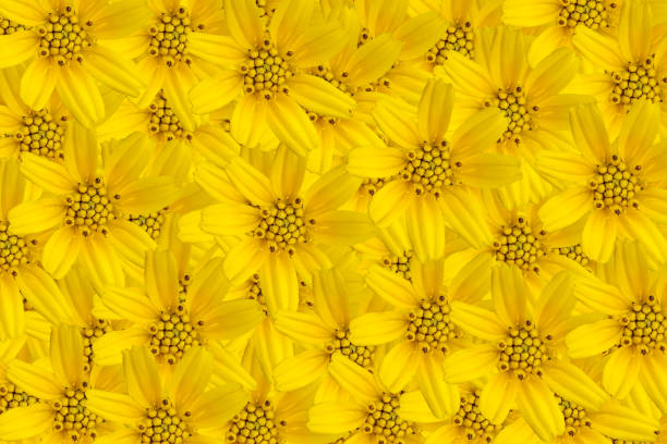 istock Beautiful Sphagneticola Trilobata flowers as background. 1413707847