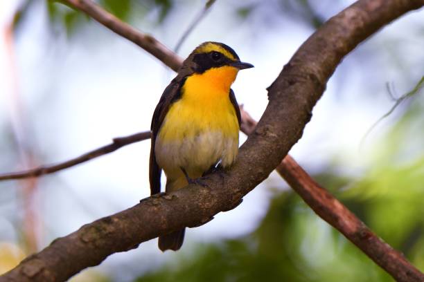 istock Male narcissus flycatcher perched on a branch 1413708011