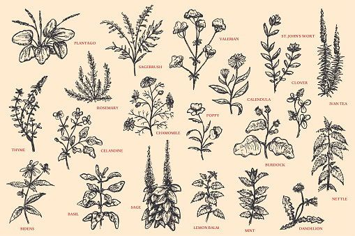 Set of herbal plant. Plantago, valerian, wort, sagebrush, clover, calendula, rosemary, poppy, Ivan tea, chamomile, thyme, celandine, burdock, nettle, dandelion, mint, lemon balm, sage, basil, bidens.