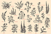 istock Set of herbal plant. Plantago, valerian, wort, sagebrush, clover, calendula, rosemary, poppy, Ivan tea, chamomile, thyme, celandine, burdock, nettle, dandelion, mint, lemon balm, sage, basil, bidens. 1413711363