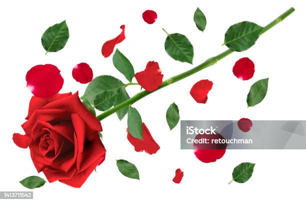 Red Rose And Falling Red Rose Petals And Green Leaves Isolated On White Background Applicable For Design Of Greeting Cards On Valentines Day Stock Photo - Download Image Now