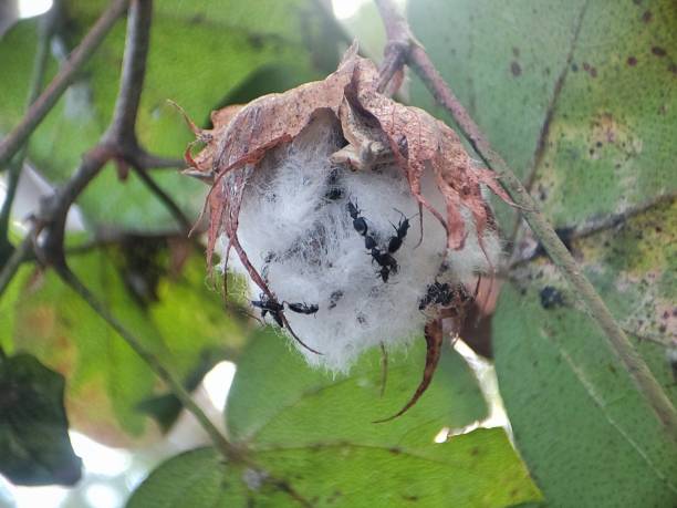 istock Insect pests that attack cotton plants 1413713503