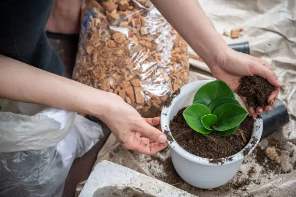 Photo of High angle view of woman hand filling a soil mixed with fertilizer to planting Peperomia obtusifolia as a houseplant.