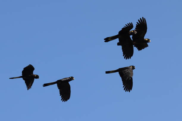 istock Yellow-tailed Black Cockcaoo 1413715194
