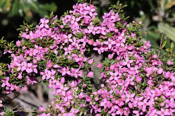 istock Sydney Boronia 1413715254