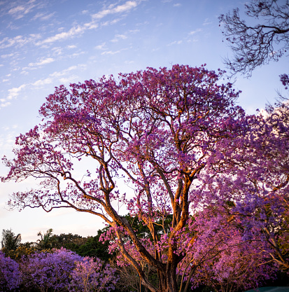 A jacaranda tree at sunset in a park