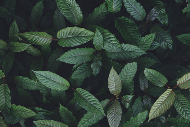 fondo de hoja verde de la naturaleza, el árbol de kratom crece en las hojas de kratom del árbol de plantas oscuras - mitragyna speciosa korth plantas medicinales - alcanforero fotografías e imágenes de stock
