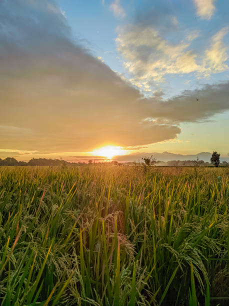 Agricultural Fields from Weru, Sukoharjo, 2022