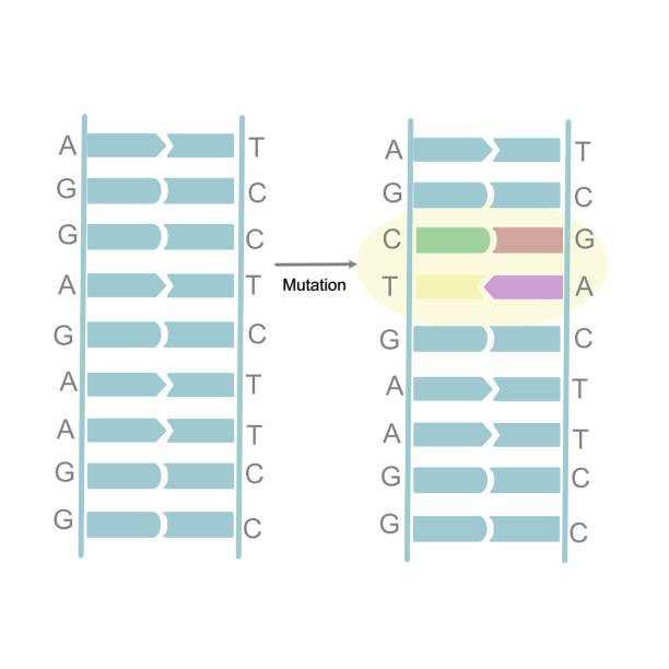 The mutation site on double strand DNA that show the sequence changing of G and C, T and A on sense and nonsense strand The mutation site on double strand DNA that show the sequence changing of G and C, T and A on sense and nonsense strand genetic mutation stock illustrations