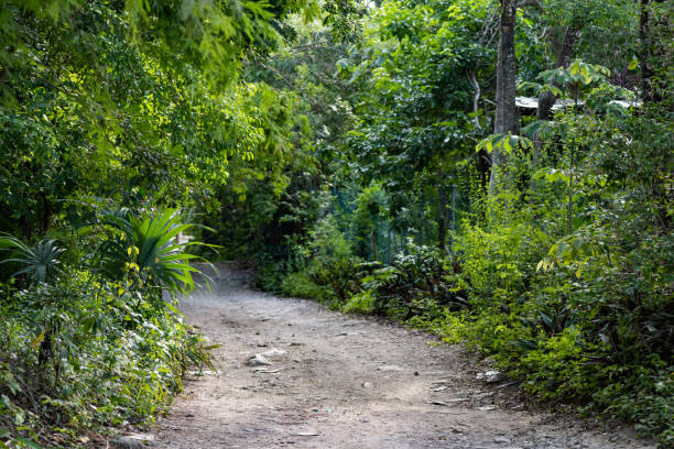 This is a photograph of a rural looking unpaved road surrounded by lush green plants and trees in Tulum, Mexico.