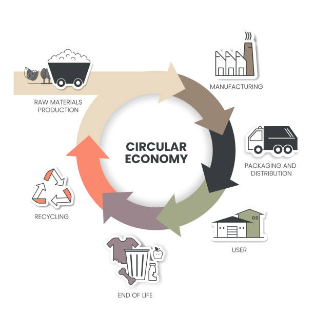 illustrations, cliparts, dessins animés et icônes de le diagramme infographique de l’économie circulaire comporte 6 étapes à analyser telles que la fabrication, l’emballage et la distribution, l’utilisateur, la fin de vie, le recyclage et la production de matières premières. concept d’écologie  - raw