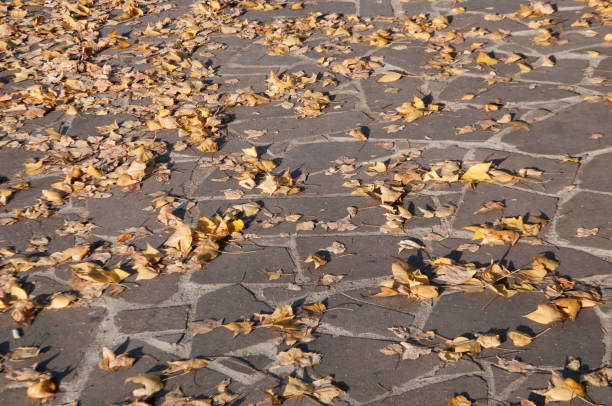 Stone floor with yellow autumn leaves on top in brazil