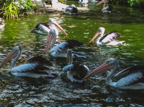 istock Birds in the pond 1413727651