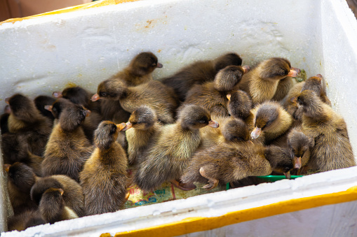 Group of small ducklings in a cardboard box