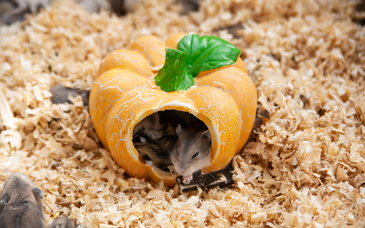 Funny fluffy Syrian hamster eats and surprised, stuffs his cheeks. Food for a pet rodent, vitamins. Close-up, copy space