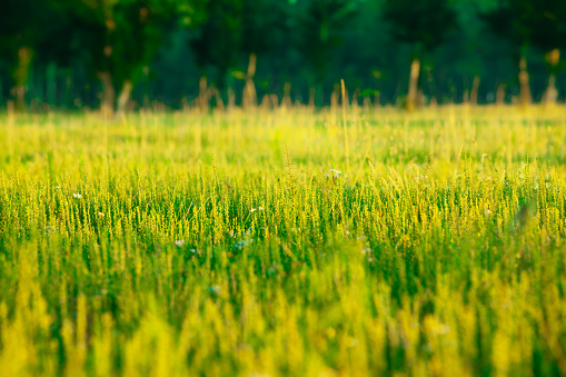 Green natural horizontal background. Lawn with yellow dandelions. Top view of the field with grass.