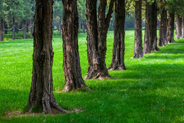 Silent forest. Natural landscape formed by tree trunks