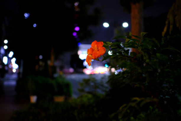 Red-orange flowers in the city at night stock photo