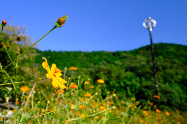 Orange cosmos flower with green mountain and blue sky stock photo