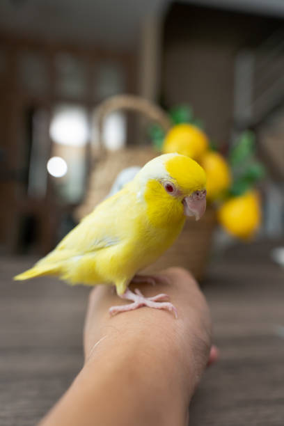 istock Forpus little tiny Parrots bird is perched on the hand. 1413732196