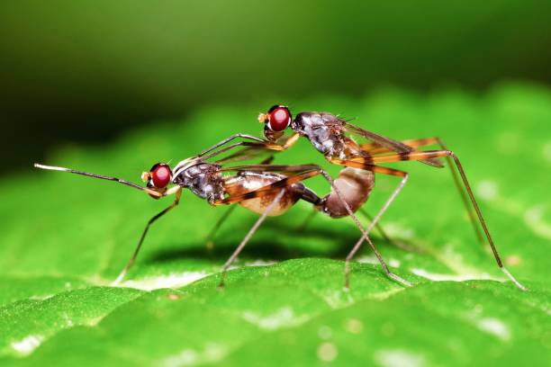 istock Mating insects on green leaf - animal behavior. 1413732223