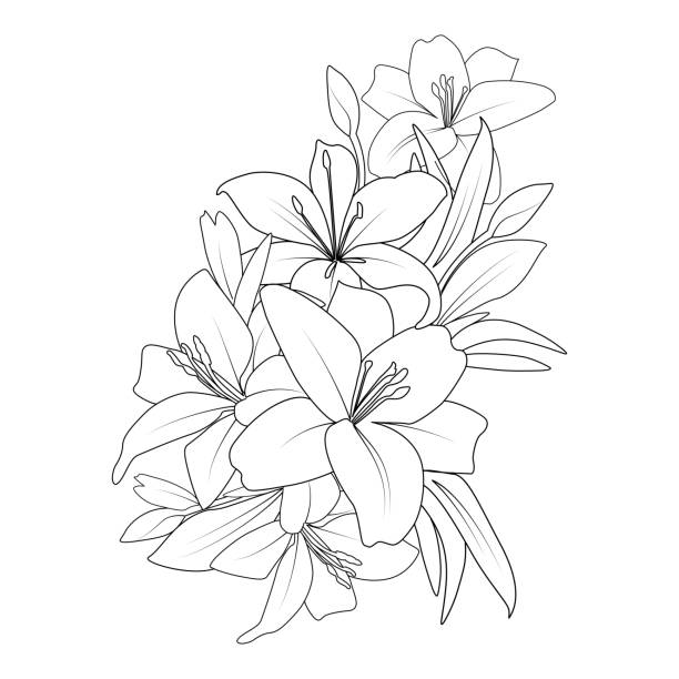 illustrazioni stock, clip art, cartoni animati e icone di tendenza di doodle giglio fiore da colorare disegno con disegno di arte al tratto per l'elemento di stampa - lily