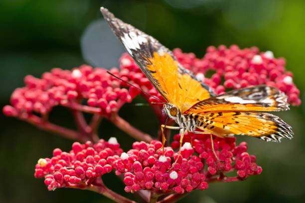 istock Butterfly drinking juice from flower. 1413732581