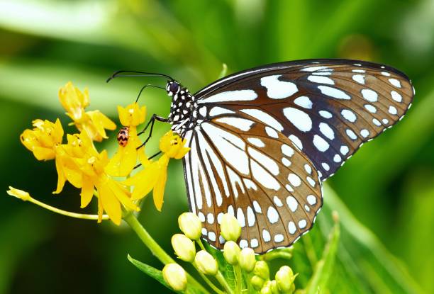 istock Butterfly drinking juice from flower. 1413732584