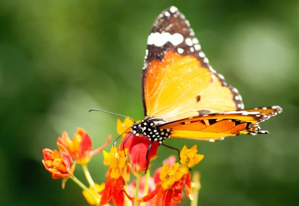 istock Butterfly drinking juice from flower. 1413732599