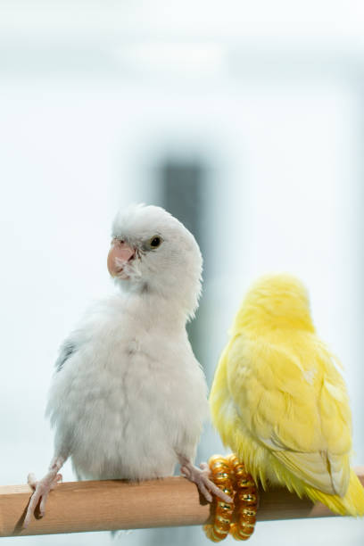 istock Couple Forpus, little tiny parrots bird on a wooden perch. 1413733514