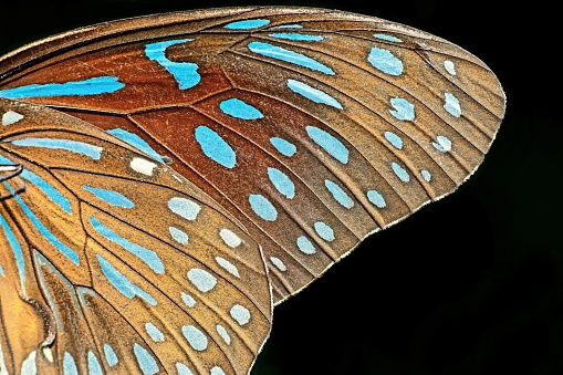 Closed up Butterfly wing - black background.