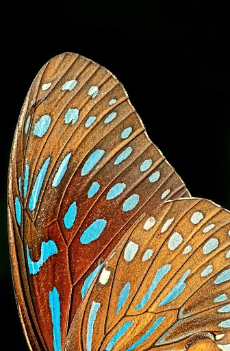 Set - two beautiful colorful bright  multicolored tropical butterflies with wings spread and in flight isolated on white background, close-up macro.