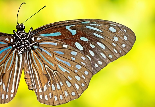 Eastern black swallowtail butterfly, 