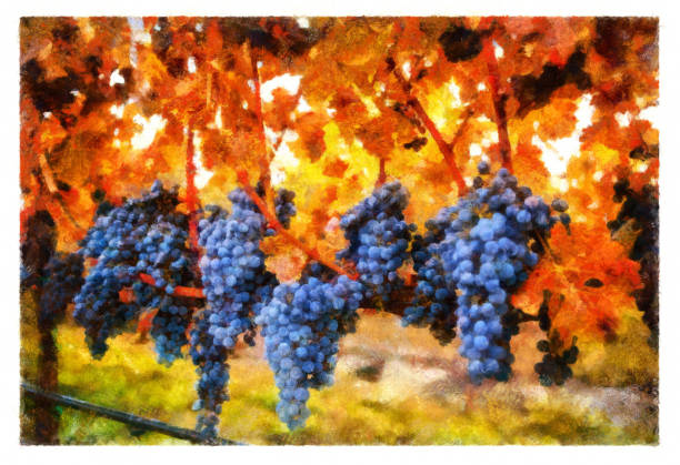 istock Ripe grapes in Napa - digital photo manipulation 1413733812