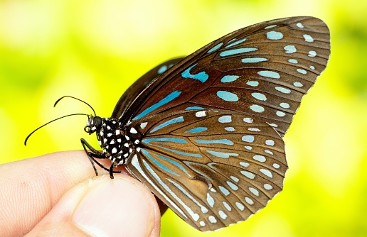 Human hand catching butterfly.