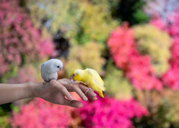 istock Tiny parrot yellow and white Forpus bird on hand, yellow parrot try to bite pearl ring. 1413734470