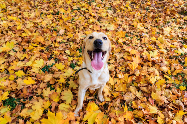 Young labrador retriever dog in the fallen yellow maple leaves in autumn park stock photo
