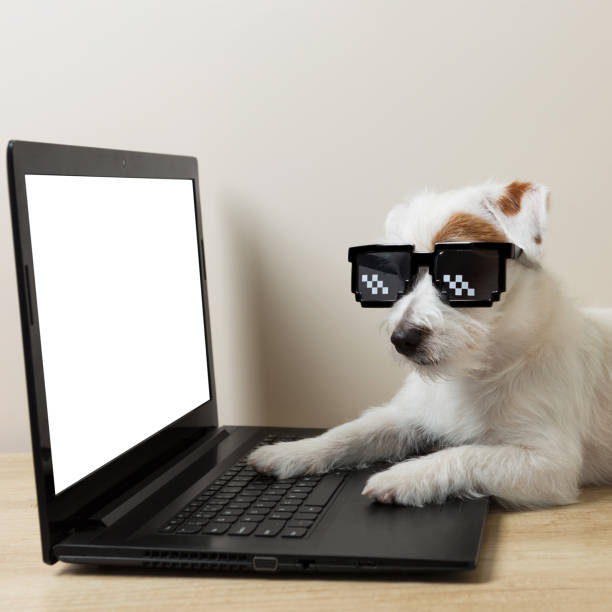 istock White dog jack russell in front of a laptop, like an IT specialist, doing work 1413738549