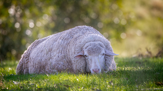 Merino Lamb resting in a paddock