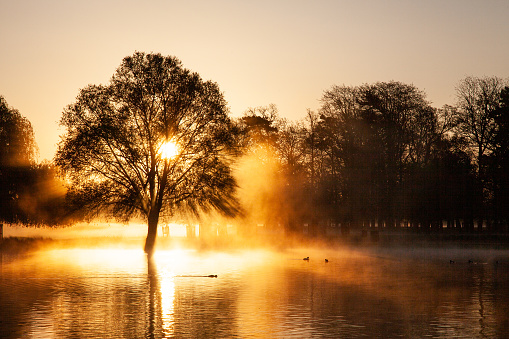 Sunrise in the mist through the trees across a small river in London