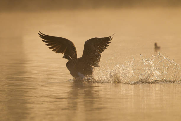 istock Canada Goose flying over a pond in London 1413740193