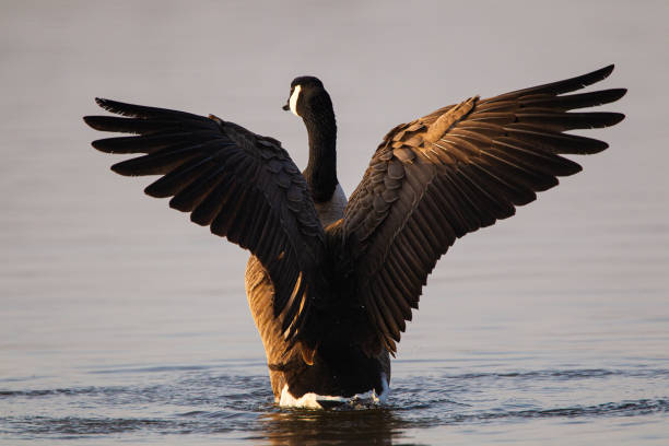 istock Canada Goose flying over a pond in London 1413740196