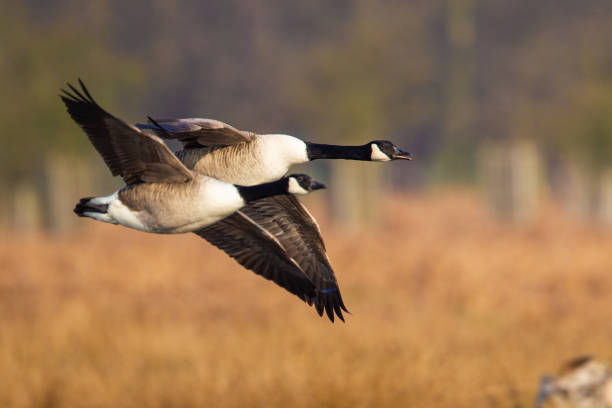 istock Canada Goose flying over a pond in London 1413740251