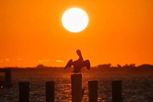 Silhuette of lonely pelican bird with spread wings on top wooden fence pole against bright orange sunset sky over lake water and big setting sun.